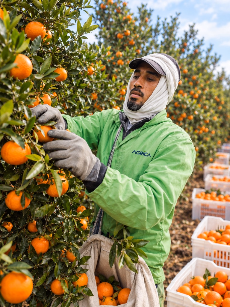 Partner grower in orchard picking oranges into harvest bag