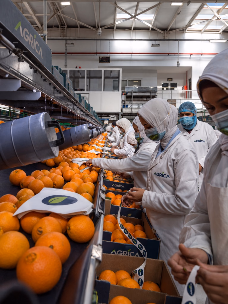 Quality control technicians in AGRICA lab coats inspecting oranges on sorting line