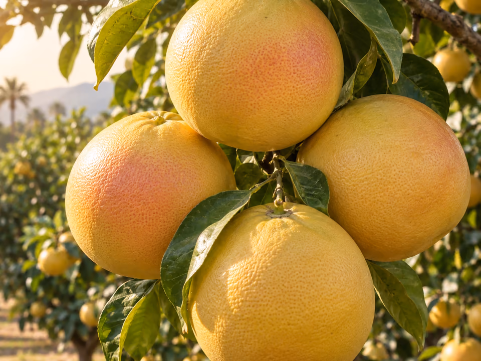 Grapefruit