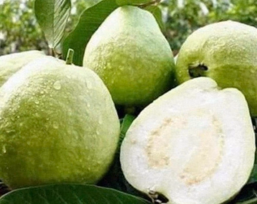 Guava